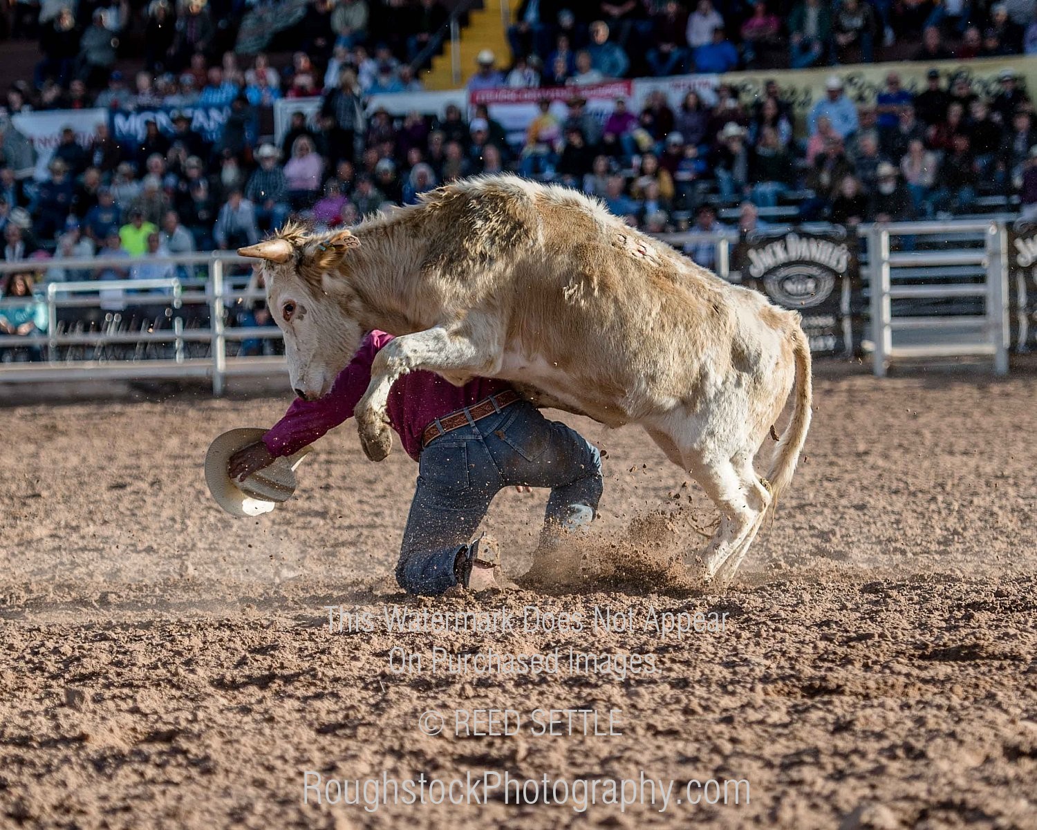 Steer Wrestling Rodeo/Event 2019 Yuma Silver Spur PRCA Rodeo