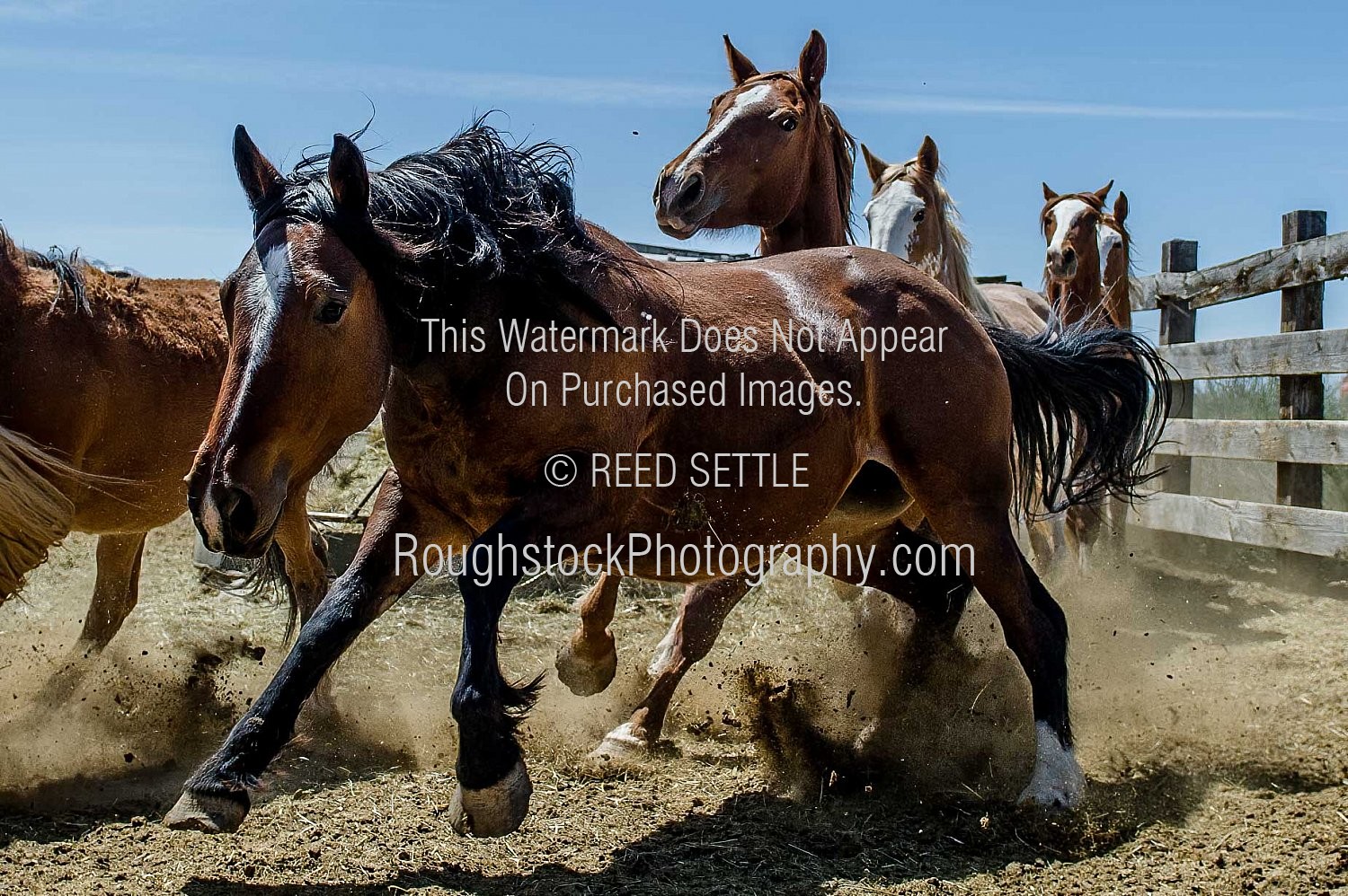 Sorting In Rodeo Gelding / Mare Sorting - Rodeo/Event - 2020 - Bar T Rodeo Gelding ...