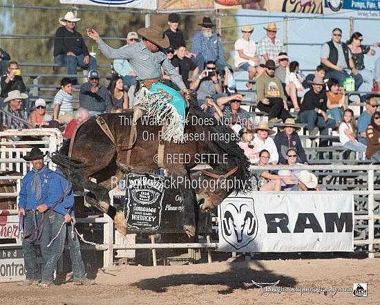 Saddle Broncs