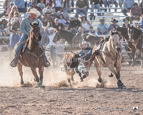 Steer Wrestling