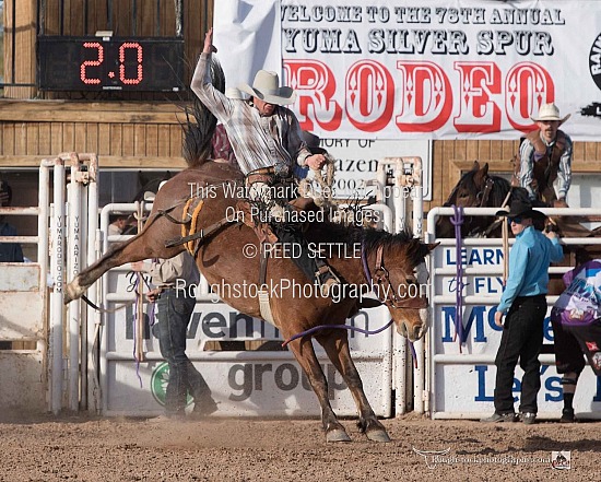 Saddle Broncs