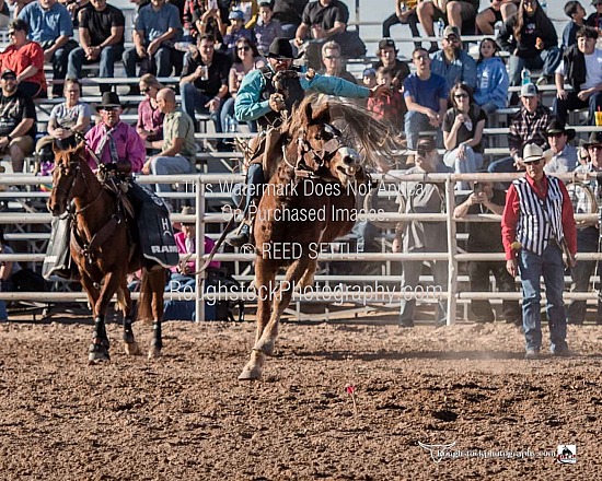 Saddle Broncs
