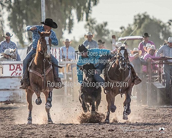 Steer Wrestling