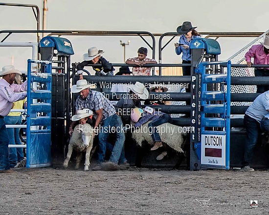 Mutton Bustin