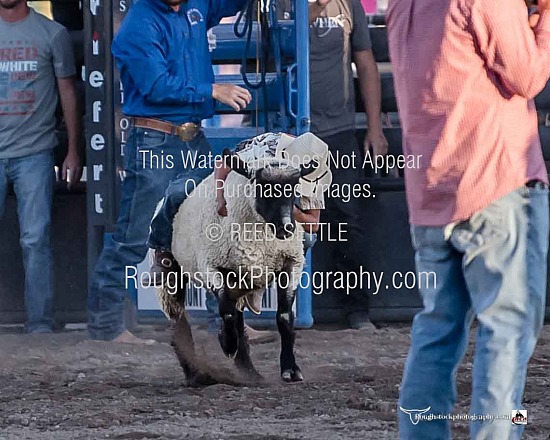 Mutton Bustin