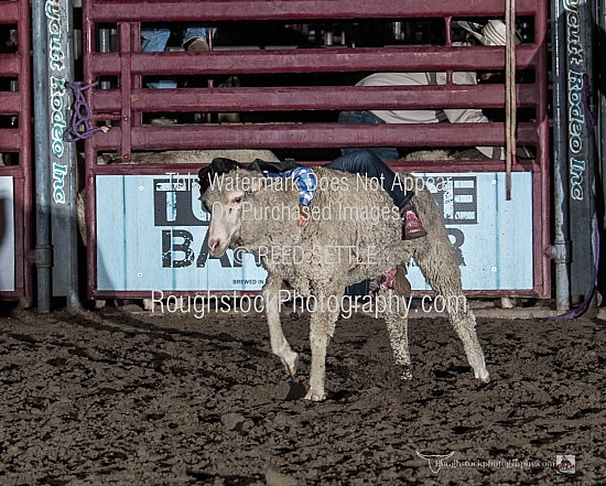 Mutton Bustin