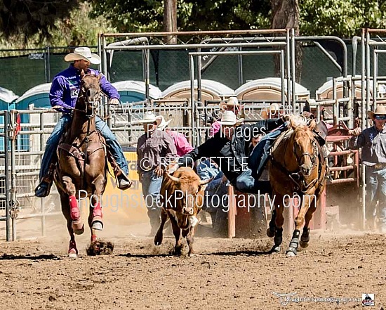 Steer Wrestling