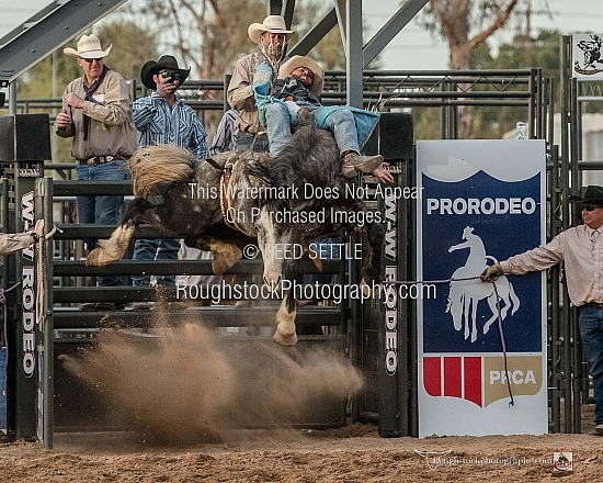 SaddleBronc