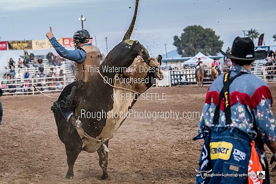 Bulls