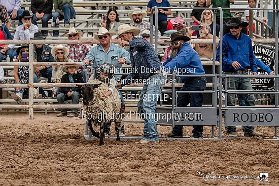 Mutton Bustin