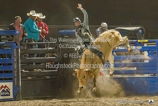 Bull Riding