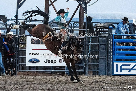 Saddle Broncs
